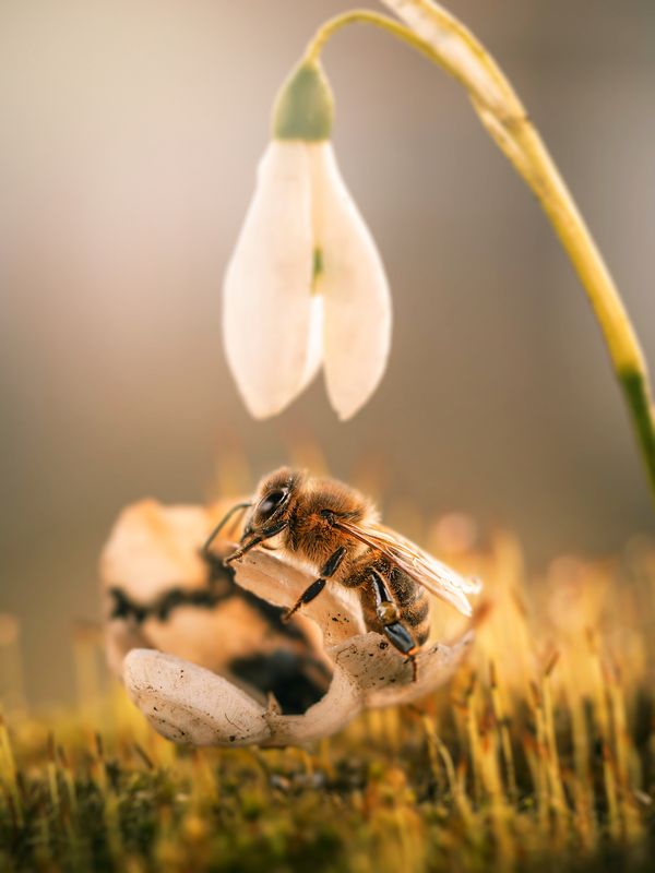 Весенний этюд с подснежником фото превью
