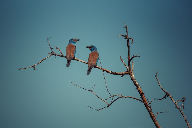 Сизоворонки. Казахстан.photo preview