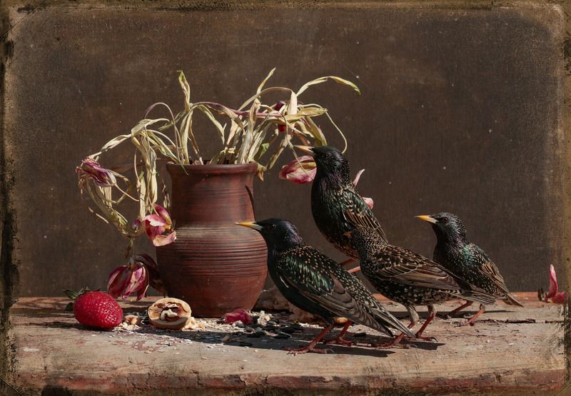 Нашествиеphoto preview