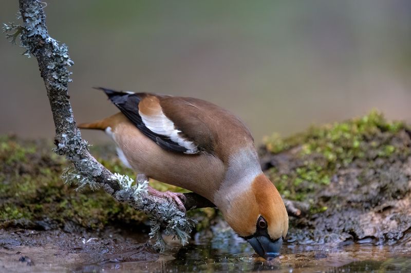 дубонос На водопое...photo preview