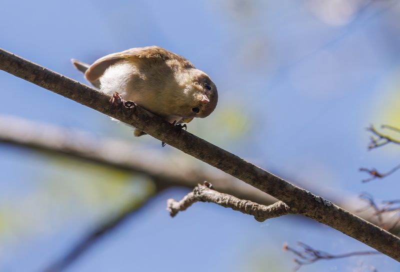 пеночка, теньковка, птица, любопытство, ветка, весна \