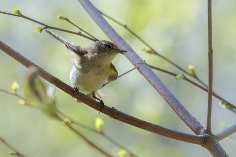 пеночка, теньковка, птица, ветка, весна \