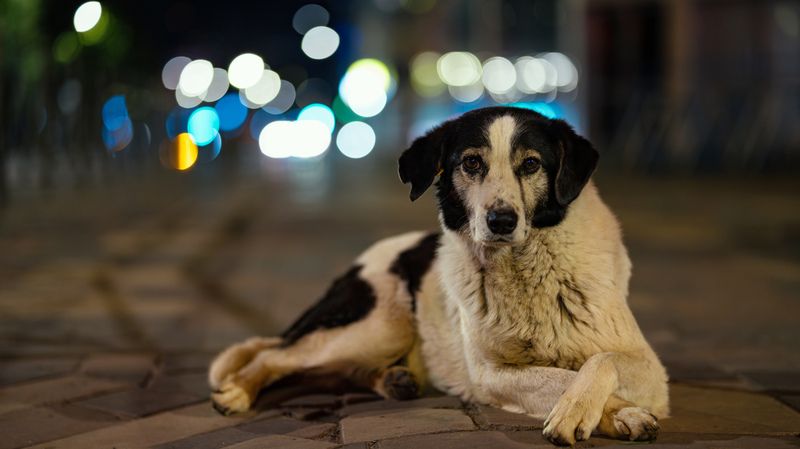 Собакаphoto preview