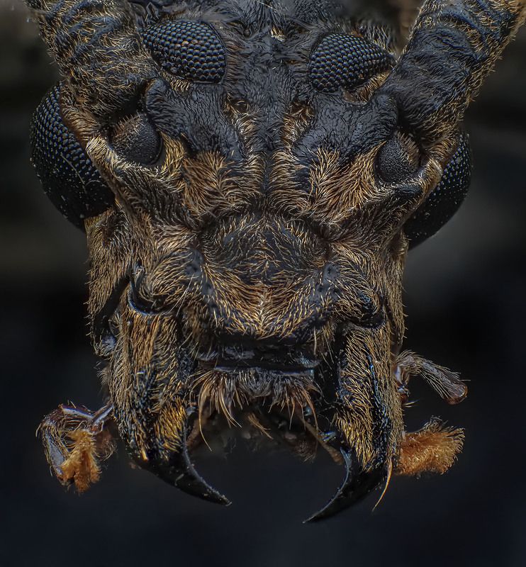 macro, nature, insects, bugs, longhorn beetle Trirachys Indutus longhorn beetlephoto preview