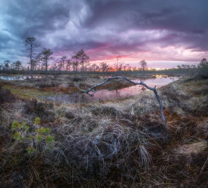 болото, ленобласть, закат ***photo preview