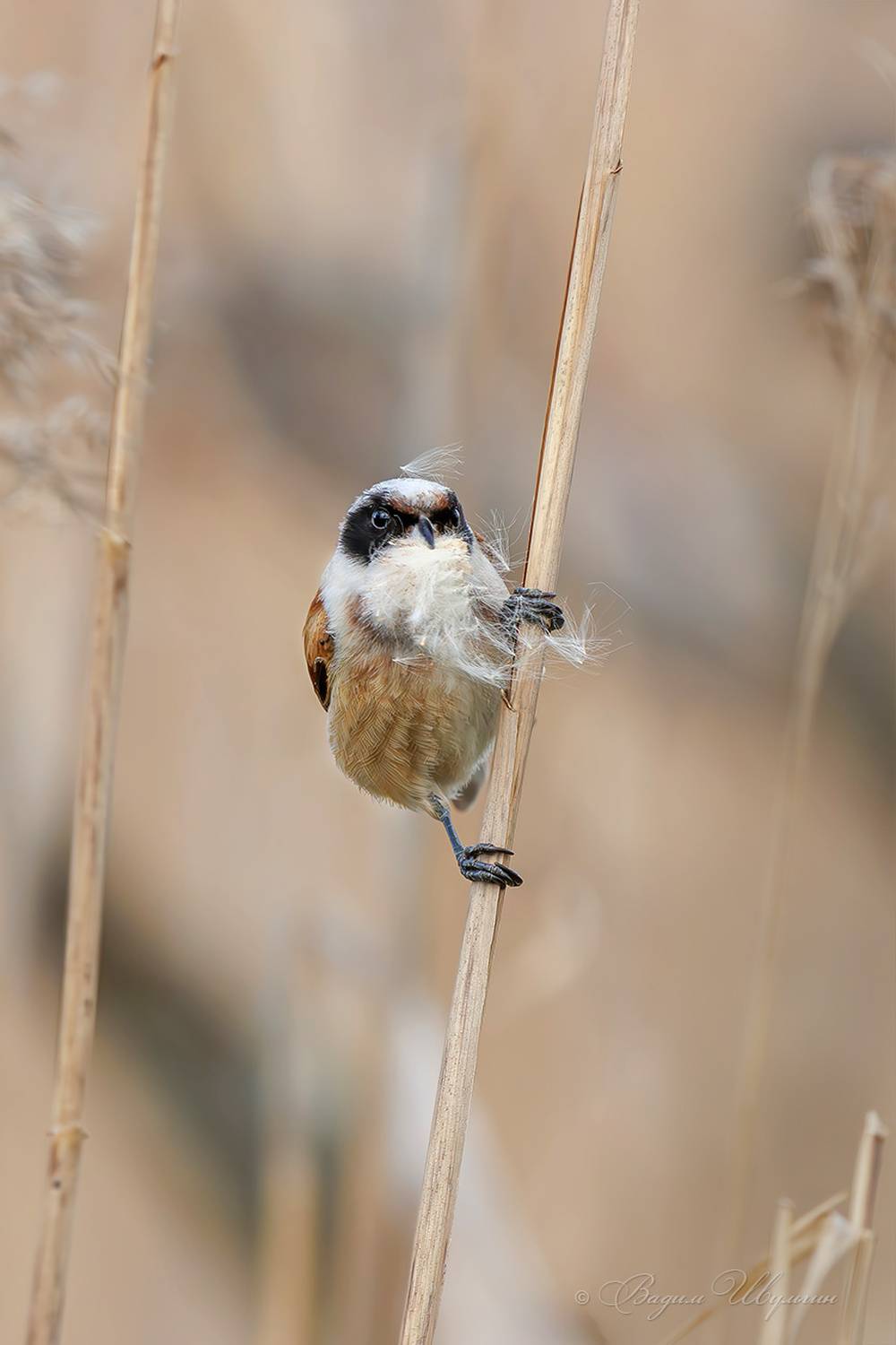 ремез, Шульгин Вадим