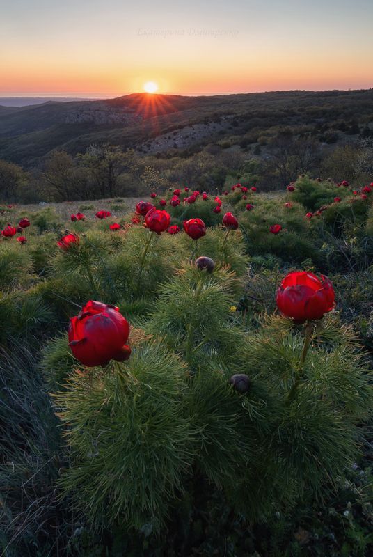 крым, севастополь, весна, закат, горы, пионы, бечку, цветы Пионовый вечерphoto preview