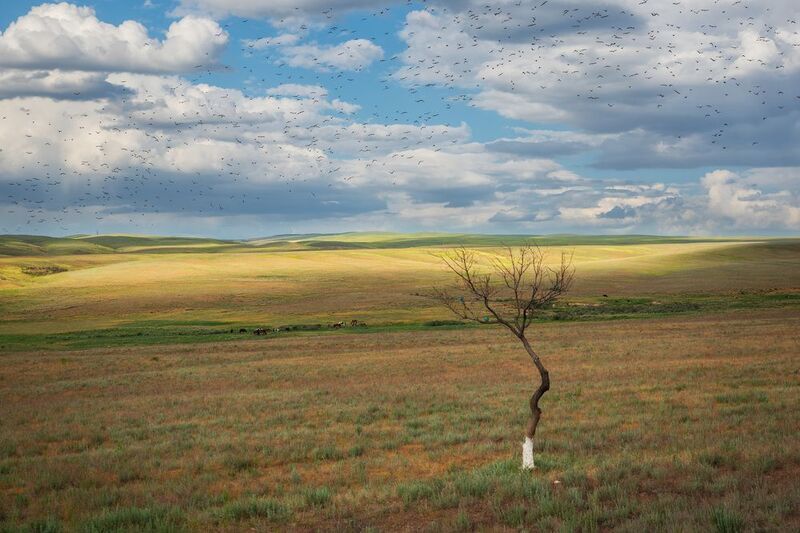 Весенний Казахстан. Стаи розовых скворцов, а на дереве сизоворонки.photo preview