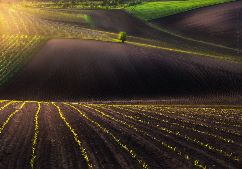 czech, moravia, landscape, green, rollinghills, trees, land, fields, agriculture, europe, lights, Golden Linesphoto preview
