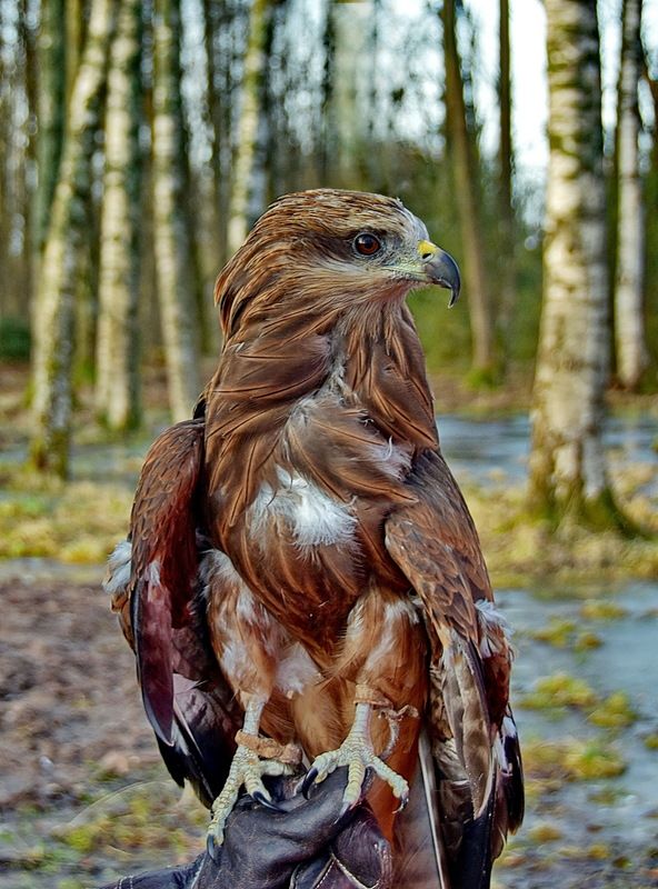 Вскормленный в неволеphoto preview