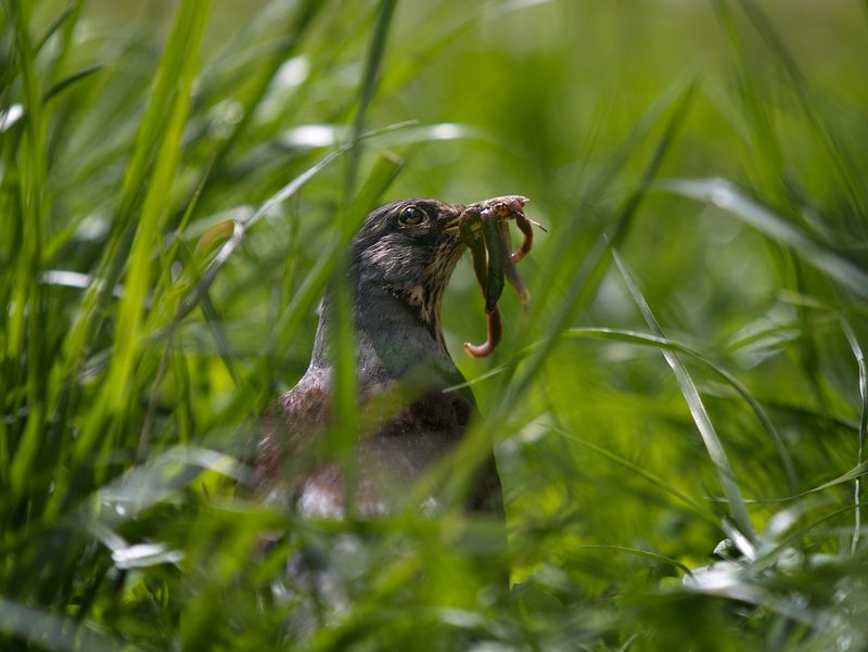 птицы, в, городе Удачная охота. Дроздphoto preview