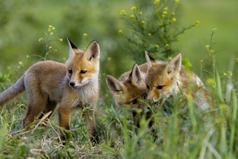 природа ***photo preview