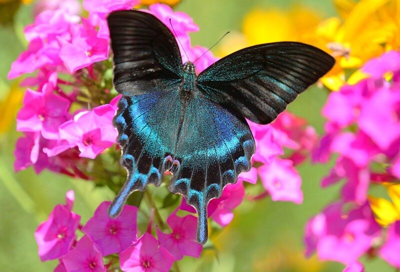 парусник маака владивосток Парусник Маака фото превью