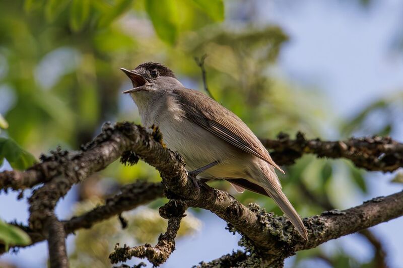 славка, черноголовая, славка черноголовая Славка черноголоваяphoto preview