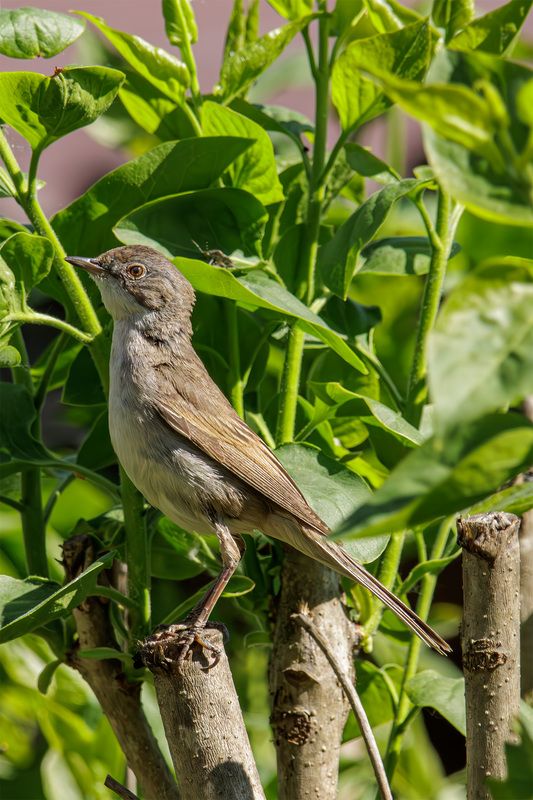 славка, серая, серая славка Серая славкаphoto preview