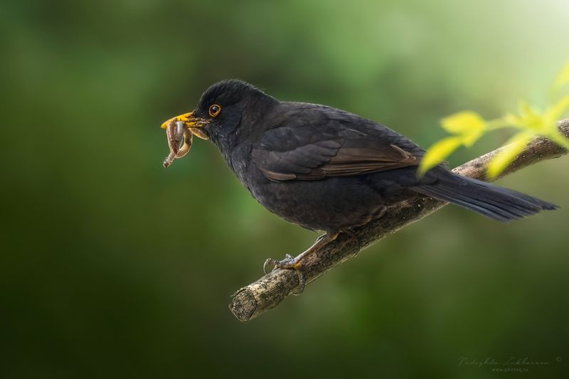 наблюдения за птицами, самец черного дрозда, черный дрозд, дрозд, птицы, портреты птиц, эмоции, весна, время птенцов, птицы на гнездах, весна2025 Настоящий отецphoto preview