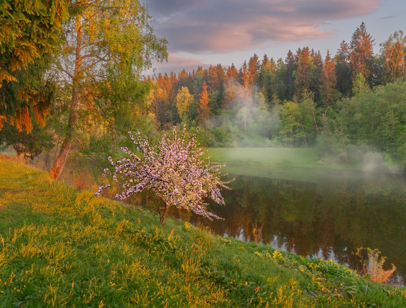 #topnature #russpasibo #magic_shots #lovelyRussia #sunset_vision #exclusive_sky  #exclusive_shots #loves_russia2 #photoarena_nature #nature_sultans #nature_perfection #rsa_sky #rsa_sunset #photorussia #rsa_naturepics #sunsetsRussia #landscape_Russia #love Яблони Подмосковья. фото превью