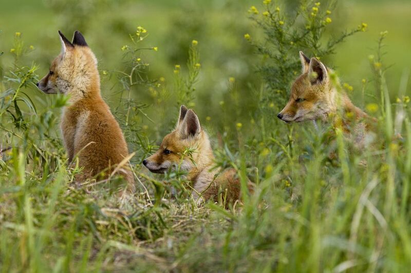 природа Томительное ожиданиеphoto preview