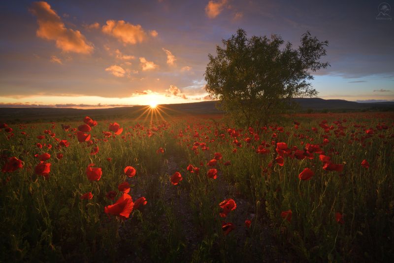 крым, маки, закат, весна, май Закат и макиphoto preview