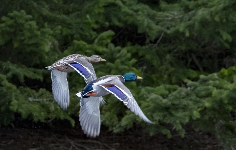Mallards,photo preview