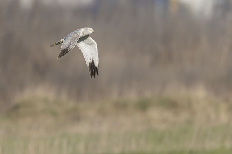 степной лунь, лунь, ястреб, птицы Степной луньphoto preview