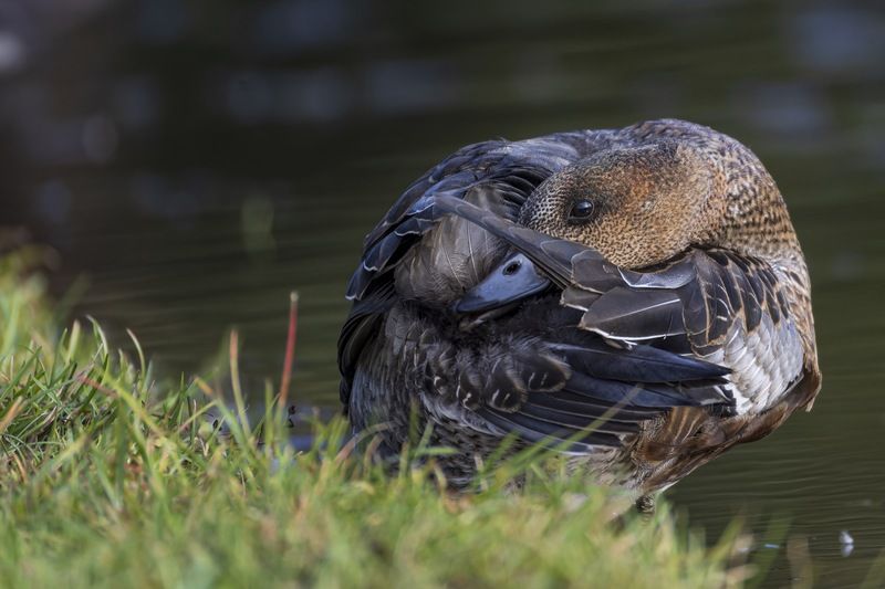 свиязь, утка, птицы Свиязьphoto preview