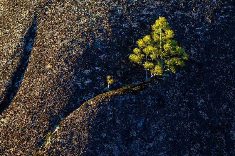 красноярские столбы, сиенит, сосна, кедр, скалы, сибирь, минимализм, красноярск, национальный парк Троеphoto preview