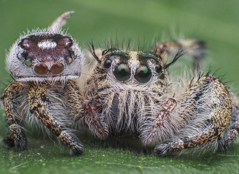 macro, nature, jumping spider, spider Hyllus diardi jumping spiderphoto preview