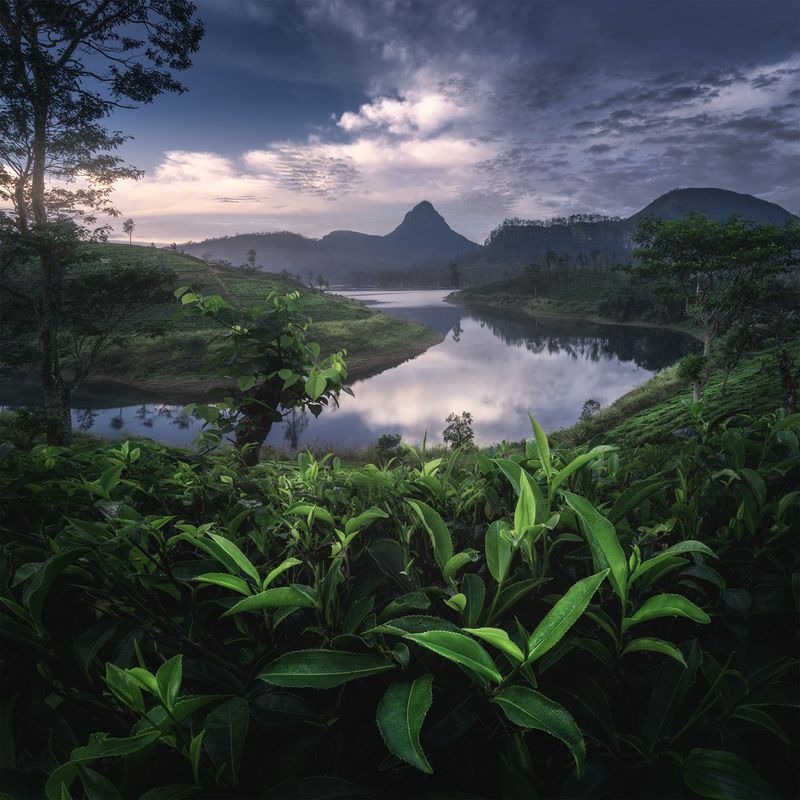 Утро на острове Цейлон фото превью