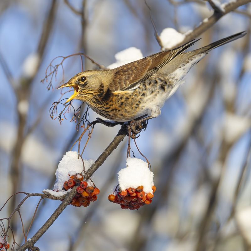 Рябинник, дрозд, рябина, птицы Рябинникphoto preview