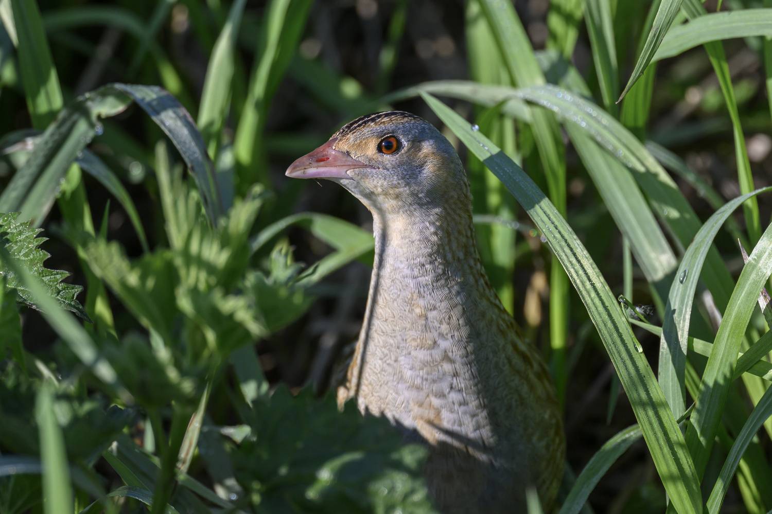 Коростель. Автор: Пупонин Сергей , Пупонин Сергей