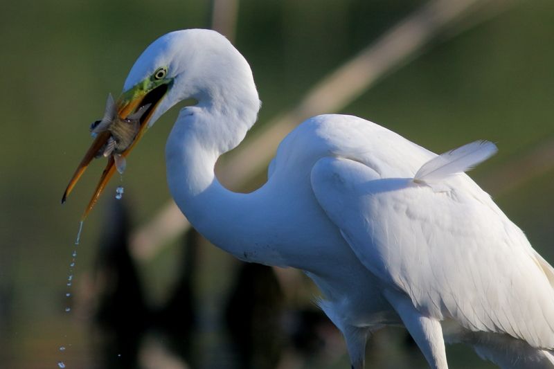 экология, анималистика, птицы, цапля, белая цапля, природа, фауна озер, самарская область Белое и золотоеphoto preview