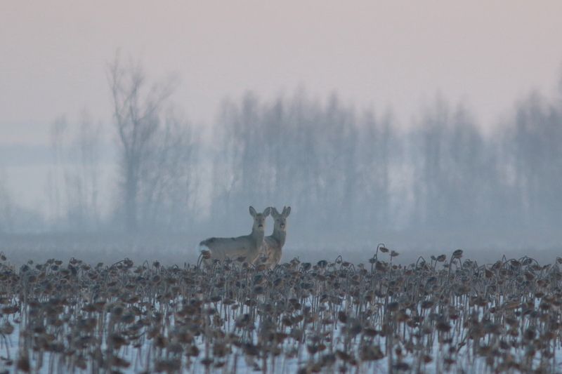 экология, фауна, природа, природа самарской области, звери, млекопитающие, косули, утро на полях Утренние миражиphoto preview