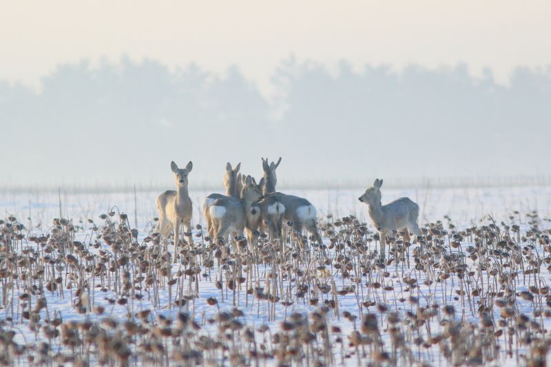 природа, фауна, млекопитающие, звери, косуля, зима, самарская областьт В январских поляхphoto preview