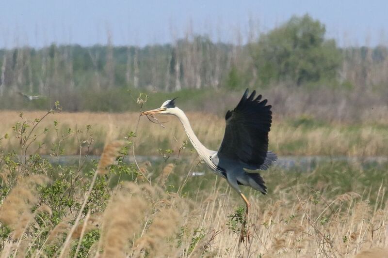 природа, фауна, экология, птицы, цапли, серая цапля, озера, самарская область \