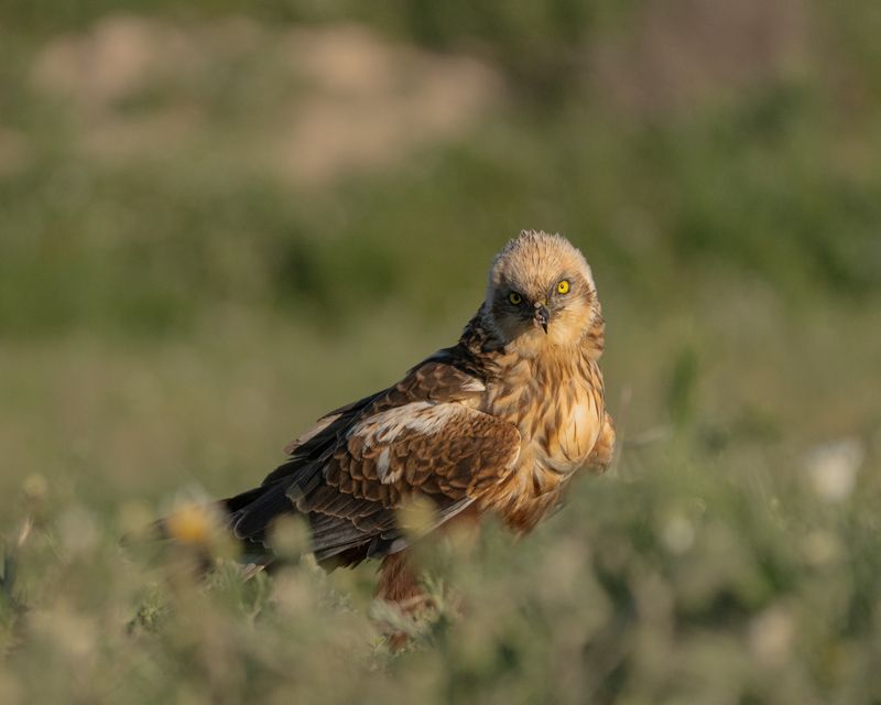 march harrier, raptors, bird of prey, predators, birds, болотный, лунь, хищники, птицы Взгляд хищникаphoto preview