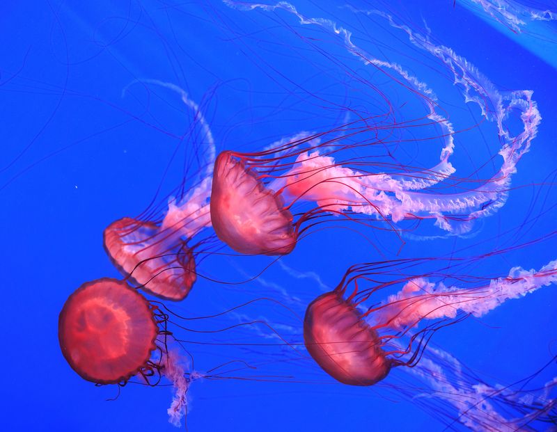 #jellyfish #ocean #wildlife #underwater #thailand #sealifebangok #bangkok #медузы #животные Подводное волшебствоphoto preview