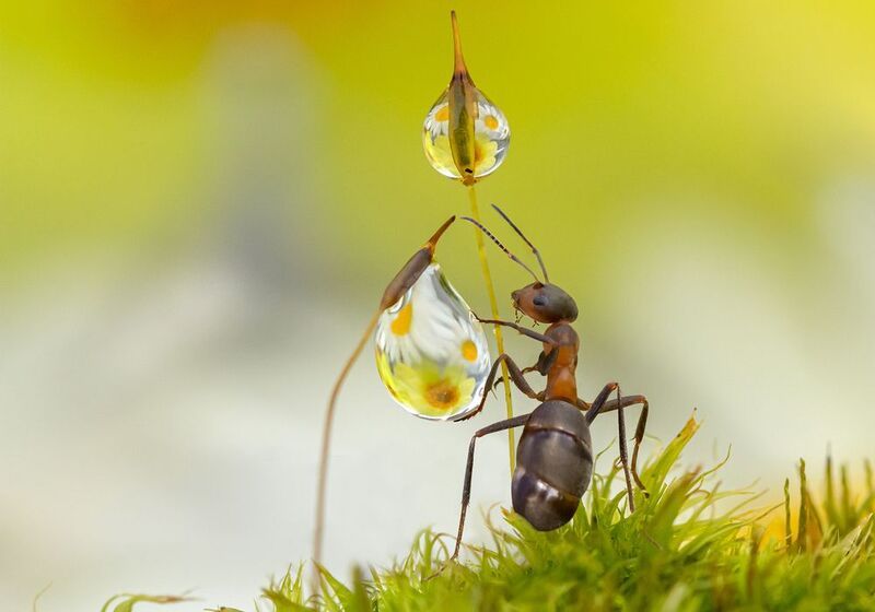 Тяжелая капляphoto preview