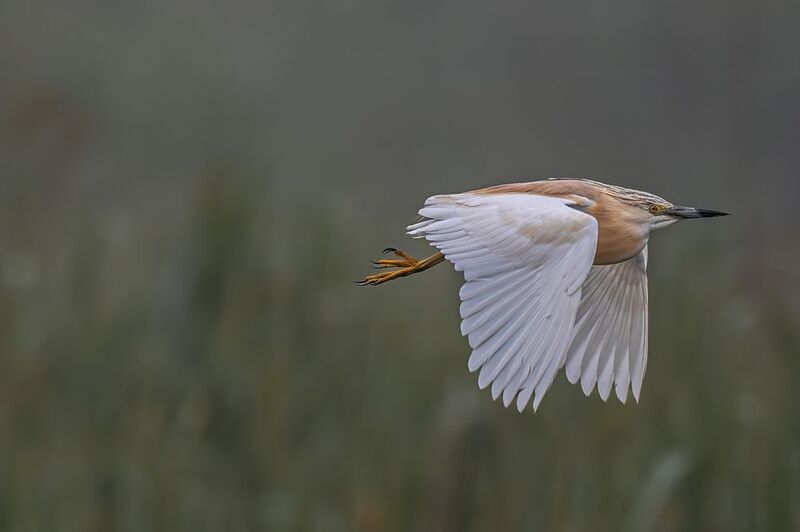 птицы, животные, дикая природа,  birds, animal, wildlife Squacco Heron-Ardeola Ralloidesphoto preview