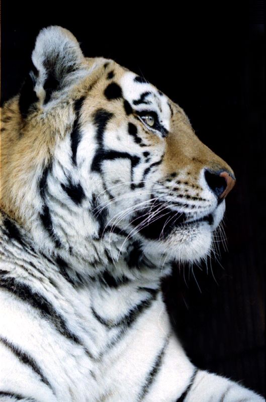 Амурский тигрphoto preview