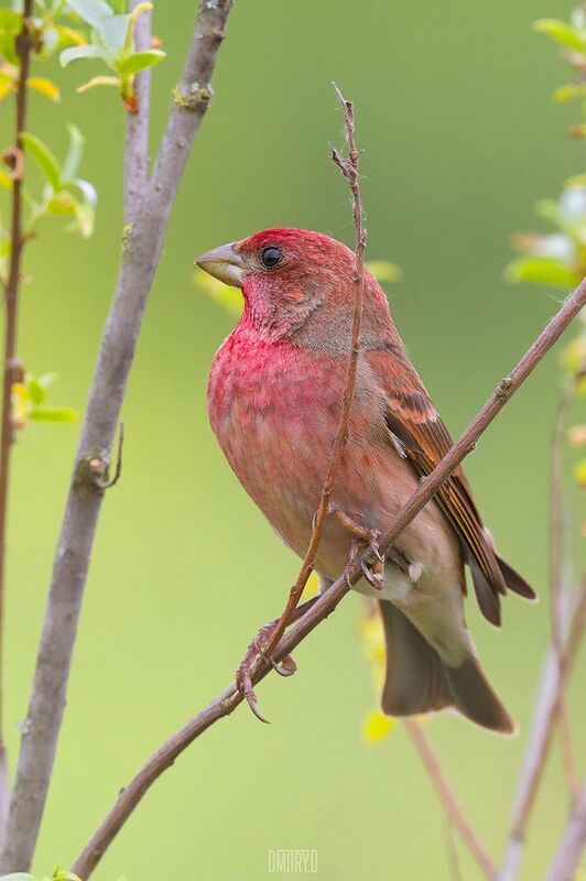 Обыкновенная чечевица фото превью
