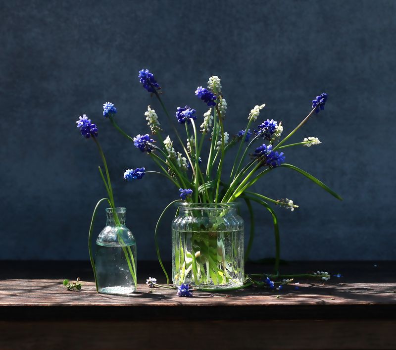 натюрморт, фотонатюрморт, still life, stillifefoto, весна, цветы, цветочный натюрморт, мускарики, наталья_казанцева Последние мускарики. Вчерашний вариант работы удаллила, извините!photo preview