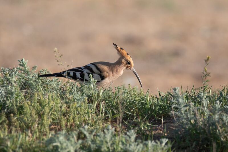 Удодphoto preview