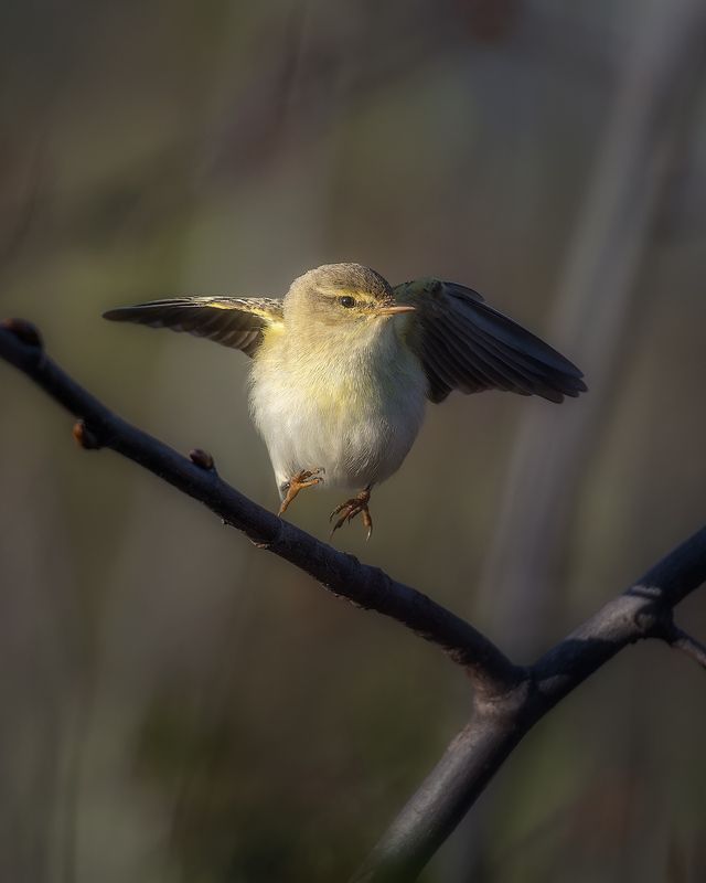 птички, фотоохота, пеночка Асса!photo preview