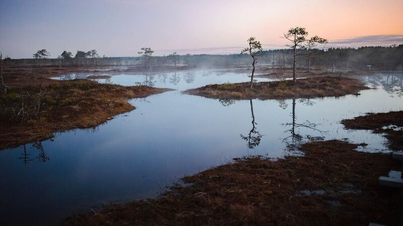 Вечер на болоте.photo preview