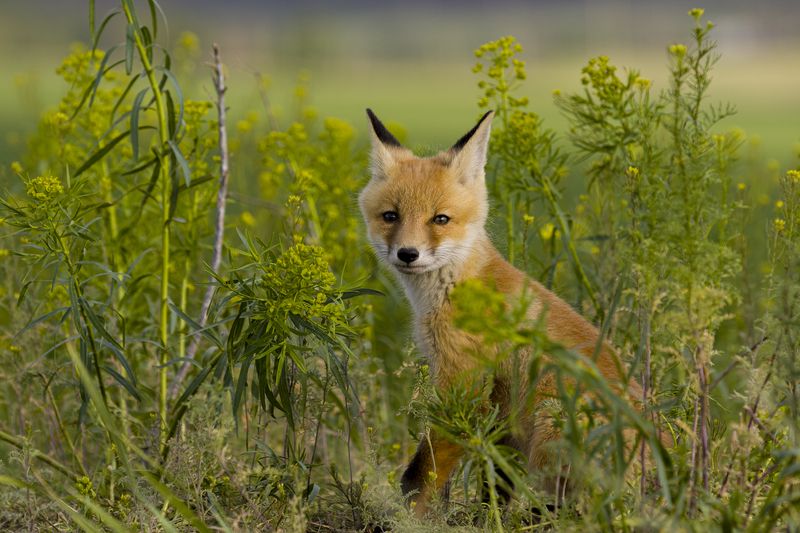 природа ***photo preview