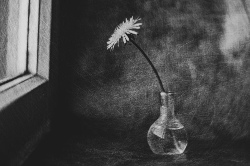 натюрморт, одуванчик, черно-белое, концептуальное, цветы, стекло. Стремиться к солнцуphoto preview