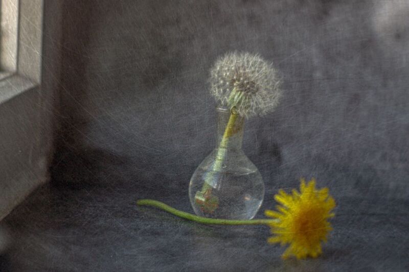 натюрморт, одуванчик,  концептуальное, цветы, стекло. Одуванчикиphoto preview