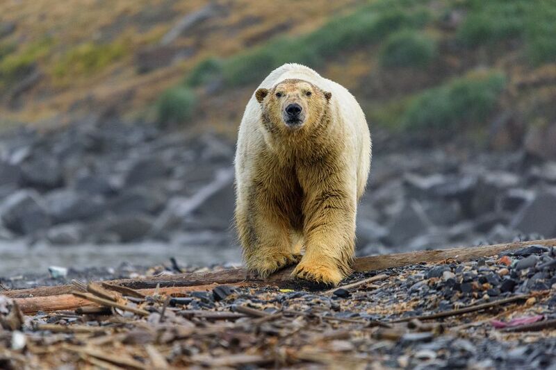 север, чукотка, белый медведь, Умкы́photo preview