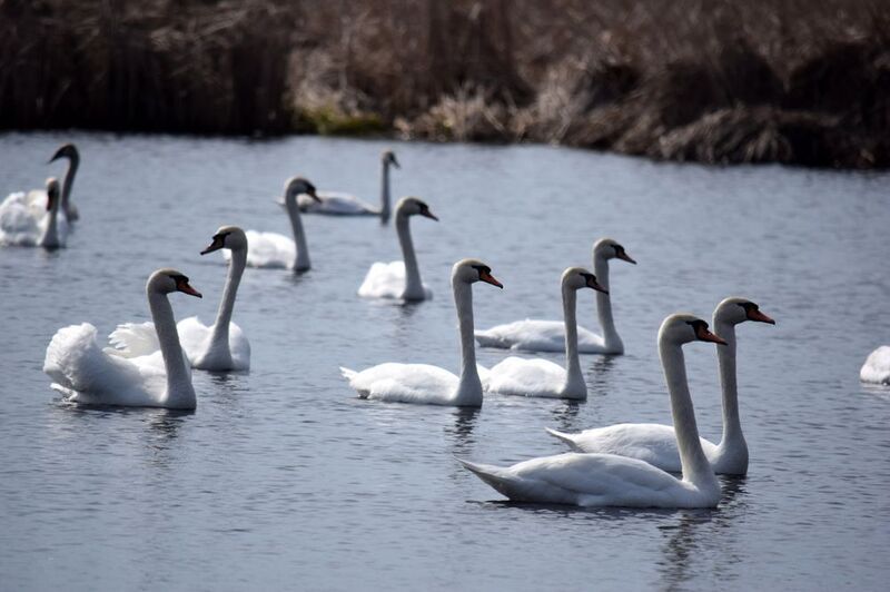 Лебедь-шипунphoto preview